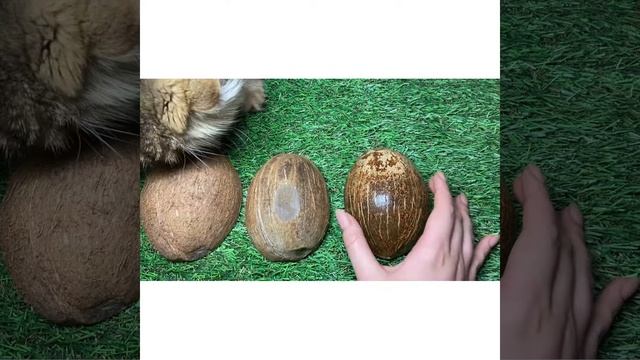 Скорлупа кокоса для свечей смотреть онлайн