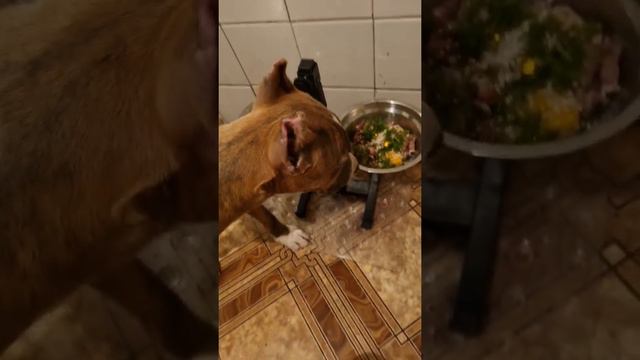 Обычный обед щенка стаффа 4мес #амстафф #стаффорд #щенок #амстаффджей #собака смотреть онлайн