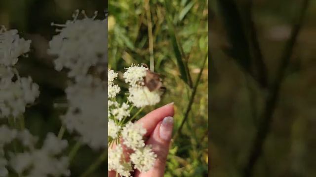Клоп краевик окаймлённый на болиголове пятнистом . Большие Дворы Павловского Посада. 23.07.2022 смотреть онлайн