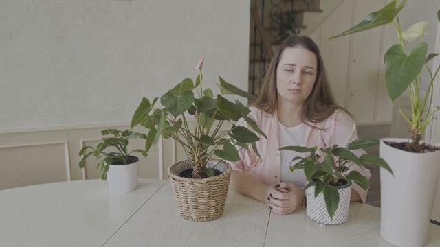№88. Антуриум. Проколы и вмятины на листьях, рваные листья - причины. смотреть онлайн