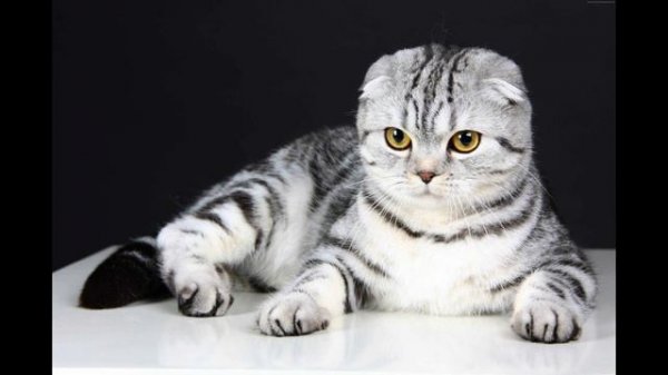 Limiter l’importation de chats et de chiens de la Fédération de Russie vers l’UE.