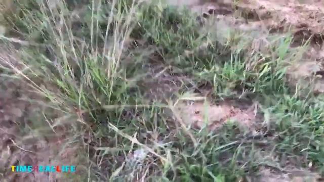 Удивительные двое детей поймают большую змею с помощью голой руки | как поймать змею-питона смотреть онлайн