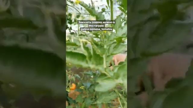 Супер урожайный сорт черри Сумасшедшие вишни Барри? Barry's Crazy Chery Tomato смотреть онлайн