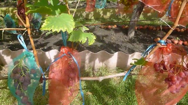 Виноград Рута смотреть онлайн