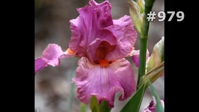 #979. Ирисы - самые лучшие цветы смотреть онлайн
