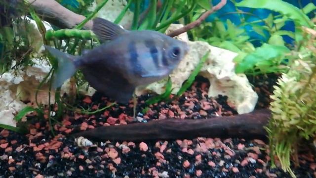 Улитки хелены в моем аквариуме на 100 л смотреть онлайн