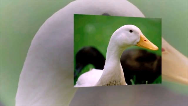 Удивительные находки в желудках Акул смотреть онлайн