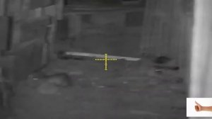 Ночная охота на крыс. Лето 2019