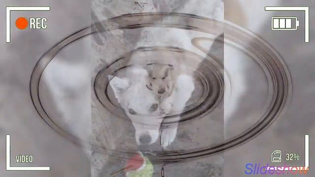 Нашиму Мухтару "1 год" как он у нас живёт. Взяли мы его 21.02.2020 года Сегодня уже 21.02.2021 год смотреть онлайн