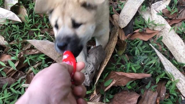 Poor dog lives wandering around begging for food and begging for help from passersby смотреть онлайн