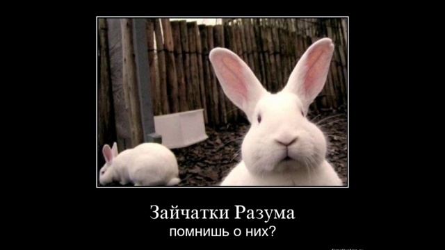 Обзор Двача! История, мемы, тредшоты смотреть онлайн