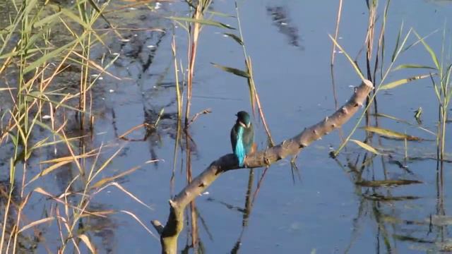 Kingfisher With Canon EOS 1100D + Tamron VC F4 - 5.6 DI USD 70-300mm By Northern Optics