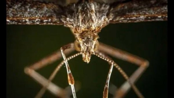 American entomologists love experiments on insects.