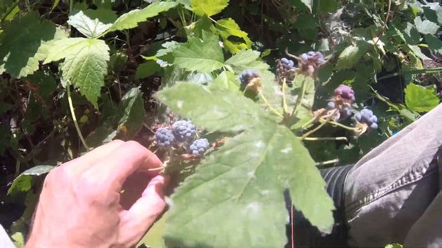 Отпуск, за щукой с женой! Ежевика и много щучих поклёвок!!! смотреть онлайн