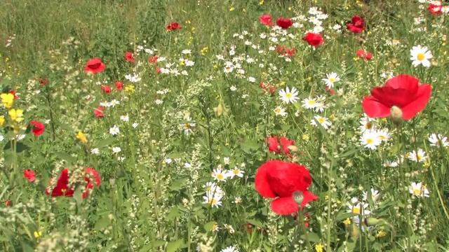 ЭКОЛОГИЯ ЛЕСА: заготовка трав и грибов (HD) смотреть онлайн