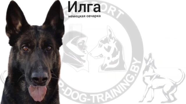 Общяя информация о всей деятельности , связанная с работой с собаками . За период с 2004 по 2022 г смотреть онлайн