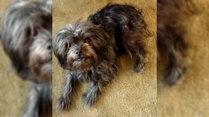 Аффенпинчер. Плюсы и минусы, Цена, Как выбрать, Факты, Уход, История