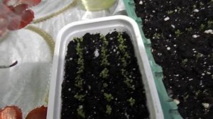 ПРАВИЛЬНЫЙ УХОД ЗА ВСХОДАМИ ЛОБЕЛИИ.КОГДА ОТКРЫВАТЬ ТЕПЛИЧКУ. КАК ЛЕГКО ПРОИЗВОДИТЬ ПОЛИВ.