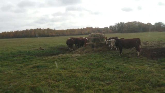 8 Октября 2019 года. Наши Герефорды на Пастбище. #дикфарм #dikfarm смотреть онлайн