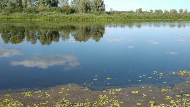 Природа реки Припять.🇧🇾 смотреть онлайн