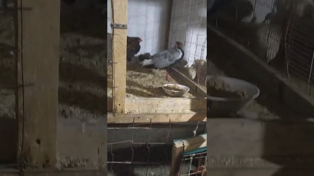 Кумис кыргауыл жас кораз смотреть онлайн