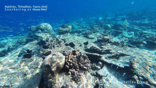 Snorkeling at House Reef смотреть онлайн