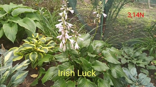 ☘️хоста Irish Luck#petrnovar #запорожье #hostas #хосты #ретроспектива