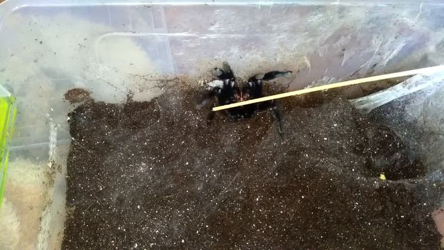 Lampropelma sp borneo black краткое описание эффектного паука смотреть онлайн