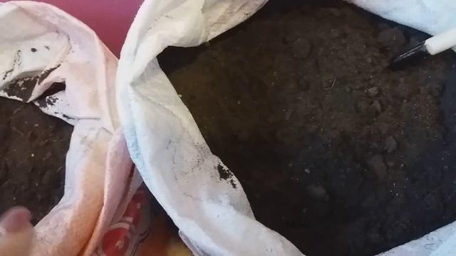 В какой грунт сажать семена на рассаду.