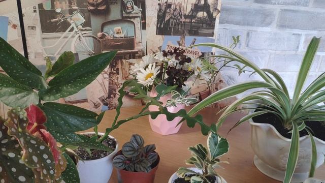 Обзор моих подростков. Бегония Тамайя, Макулата, Эпифиллум, Монстера дырчатая. смотреть онлайн