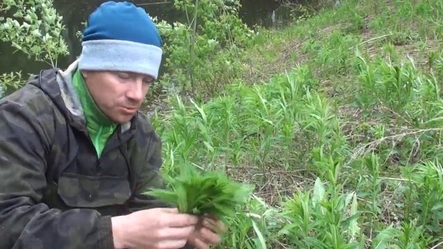 Иван чай.Майский сбор #1 смотреть онлайн