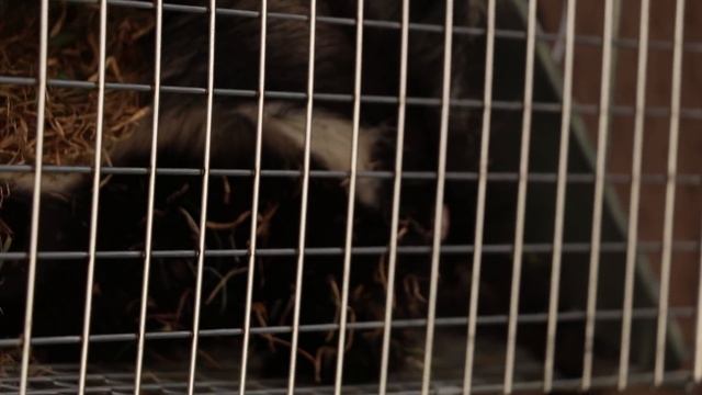 CATCHING A BLACK SQUIRREL!!! - Save The Squirrels Initiative