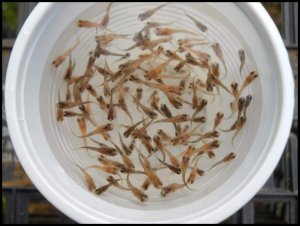 Аквариум для начинающих Петушки Мальки петушков ХАЛФМУНЫ драконы и ДАМБО