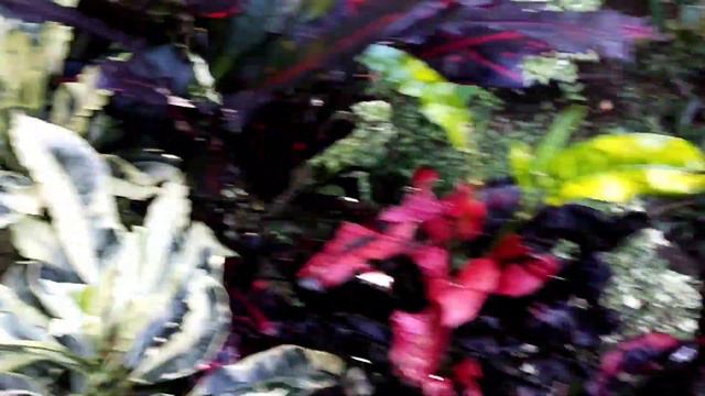 12 Varieties of Dieffenbachia/Dumb Cane/How to Propagate/Plant Care Tips смотреть онлайн