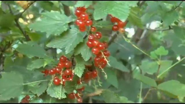 2014г.Наш дом при покупке. Обзор дома, участка .Интересные находки!!! смотреть онлайн