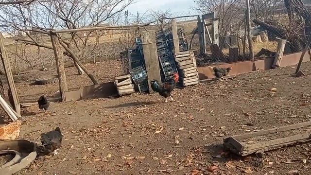 Чесоточный клещ или Knemidokoptes у кур. Признаки заболевания.Средства борьбы .Аверсектиновая мазь. смотреть онлайн