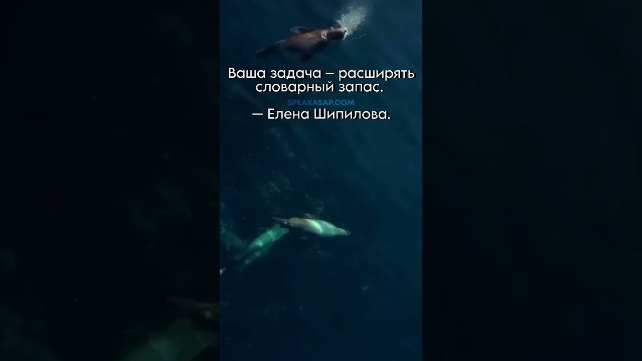 Ваша задача – расширять словарный запас. speakASAP®. Елена Шипилова®. смотреть онлайн