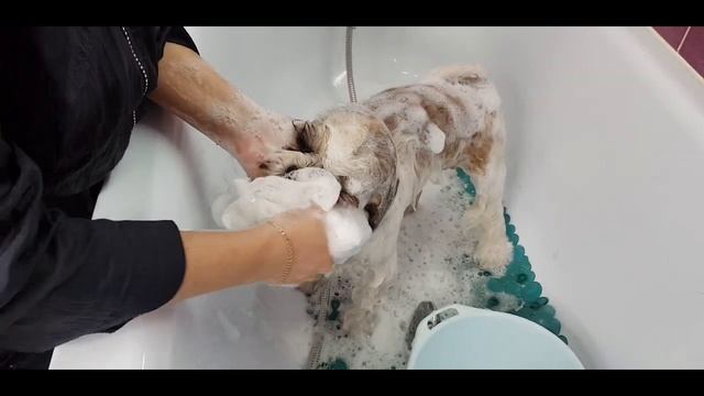 КАК ПРИВЕСТИ СОБАКУ В ПОРЯДОК САМОСТОЯТЕЛЬНО? Покажу на примере шит-цу.