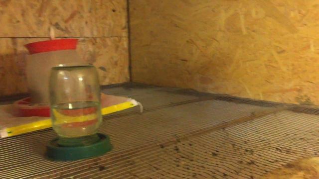 Брудер, Брама , хороший рост !