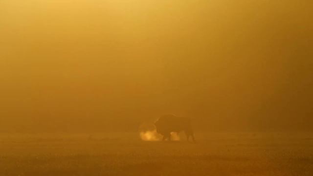 European bison in the Bialowieza forest| wildlife смотреть онлайн