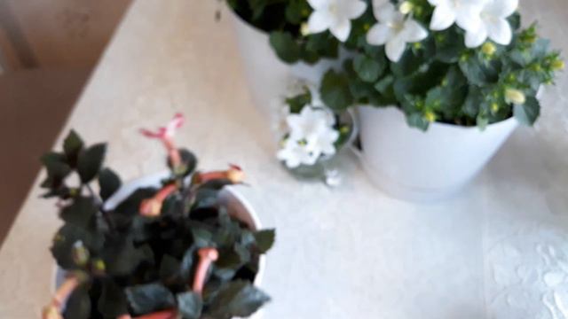 КАМПАНУЛА ЗАЦВЕТАЕТ и некоторые другие цветы 15 05 22г смотреть онлайн