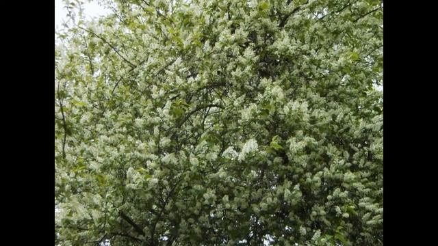 Под окном черёмуха колышется!!! смотреть онлайн