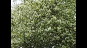 Под окном черёмуха колышется!!!