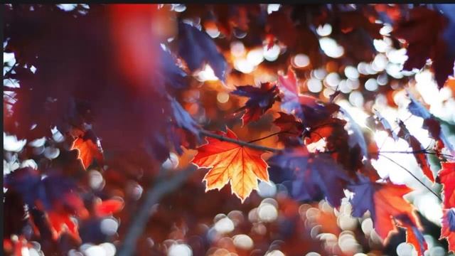 Дары осени смотреть онлайн