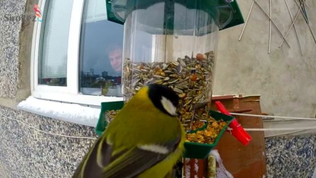 СИНИЦЫ , которые и зимой есть хотят смотреть онлайн