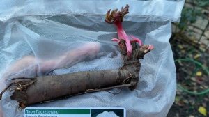 Посадка пиона осенью! Пион из ПОДВОРЬЯ! Прошу совет пионоводов! Проросла почка, оставить или убрать