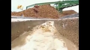 Как из свеклы делают сахар - как делают сироп