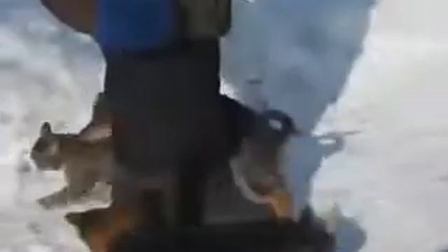 Боевой кот против 2 собак смотреть онлайн
