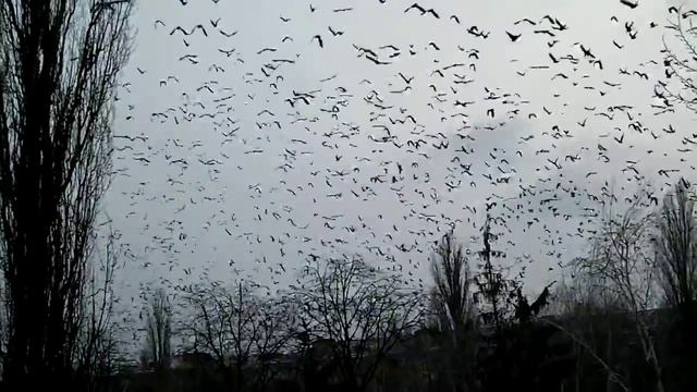 Вороньё смотреть онлайн