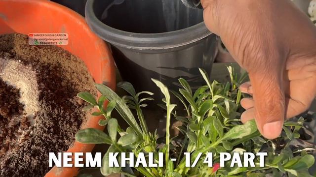 एक बार लगाने पर 6 महीने लगातार फूल देता रहेगा ये पौधा || दिसंबर से जून फूलों से भरा रहेगा गमला смотреть онлайн